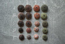 Afbeelding in Gallery-weergave laden, Zee-egel ring
